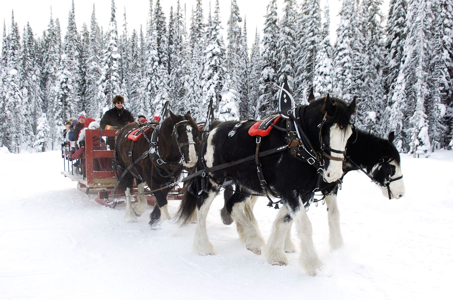 Horse Sleigh Ride at Night to Dinner